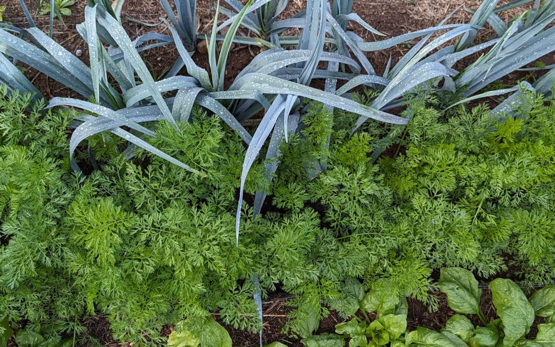 Semer la carotte en janvier : bonne idée ? Retour sur cette culture capricieuse au potager d’Olivier
