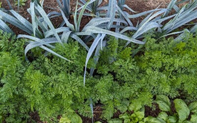 Semer la carotte en janvier : bonne idée ? Retour sur cette culture capricieuse au potager d’Olivier