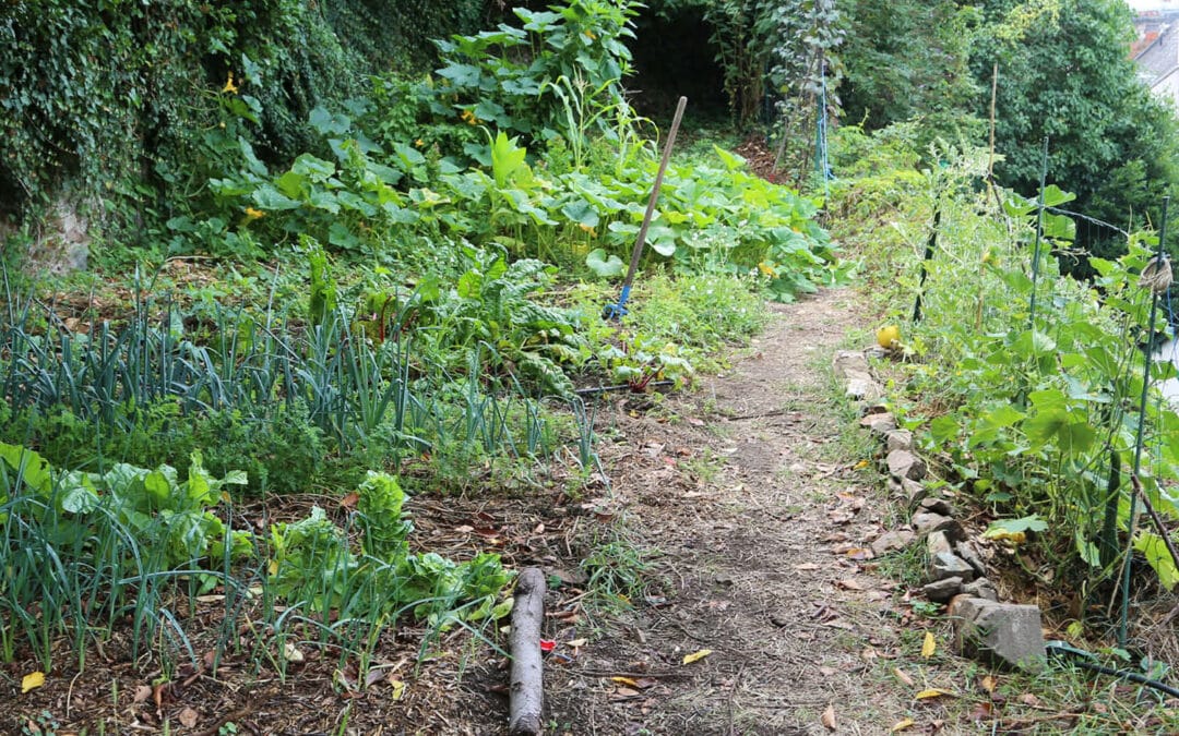 Débuter un potager